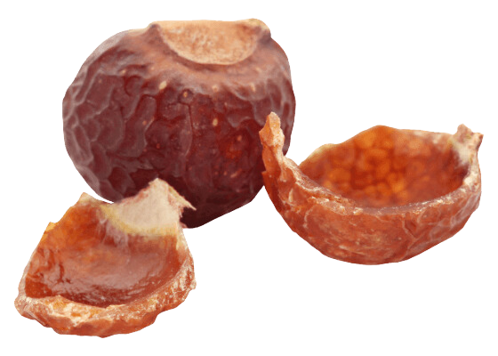Chiết xuất Bồ Hòn
